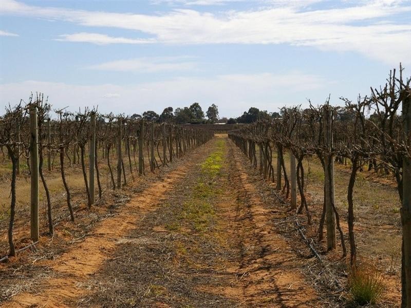 LOT 286 Thomas Road, Barmera SA 5345