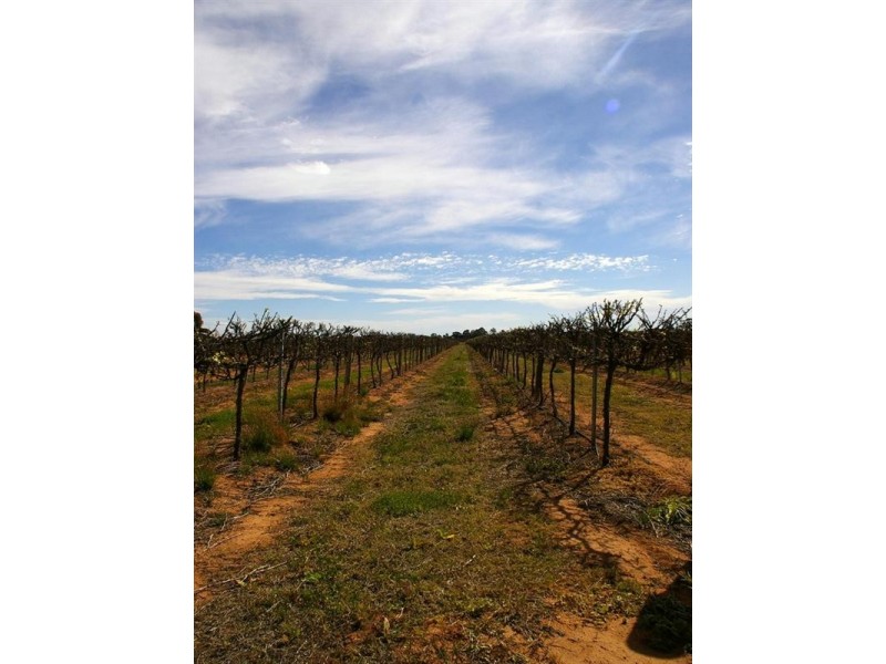 LOT 286 Thomas Road, Barmera SA 5345