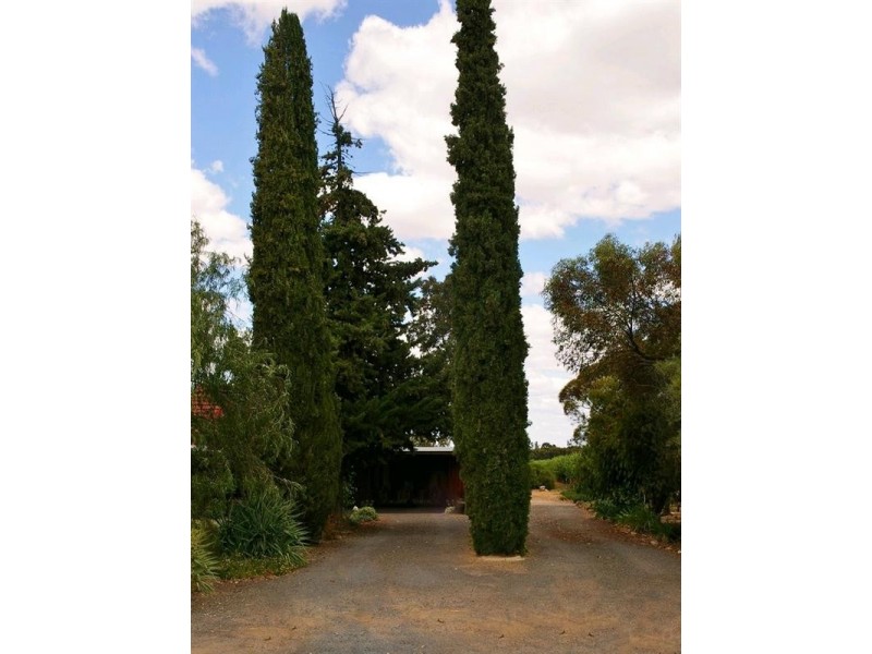 214 Paroo Street, Renmark SA 5341