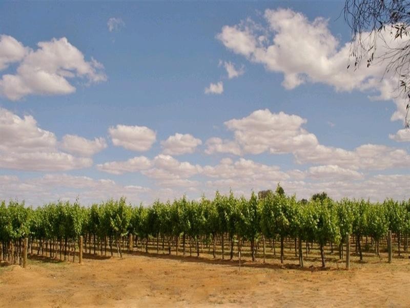 214 Paroo Street, Renmark SA 5341