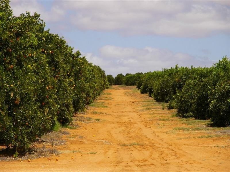 422 Roper Street, Renmark SA 5341