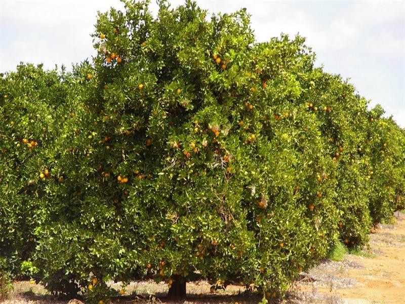 422 Roper Street, Renmark SA 5341