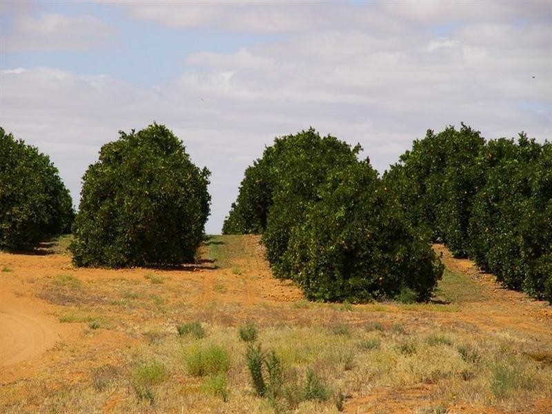 422 Roper Street, Renmark SA 5341