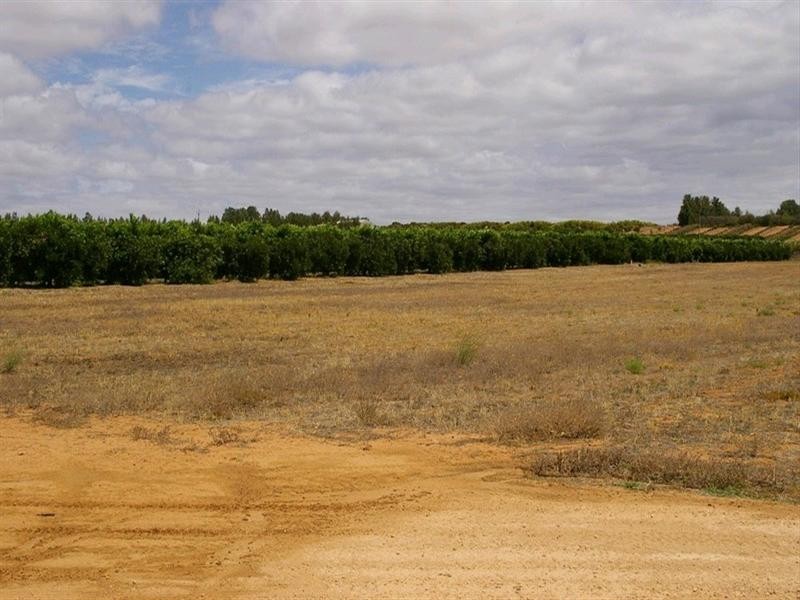 422 Roper Street, Renmark SA 5341