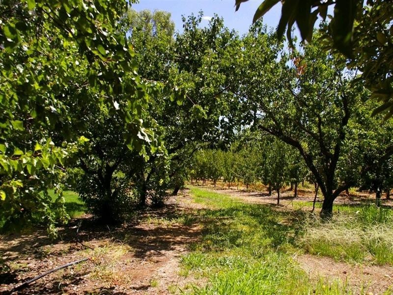 365 Chowilla Street, Renmark SA 5341