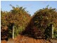 Lot 2 Arumpo Street, Renmark SA 5341