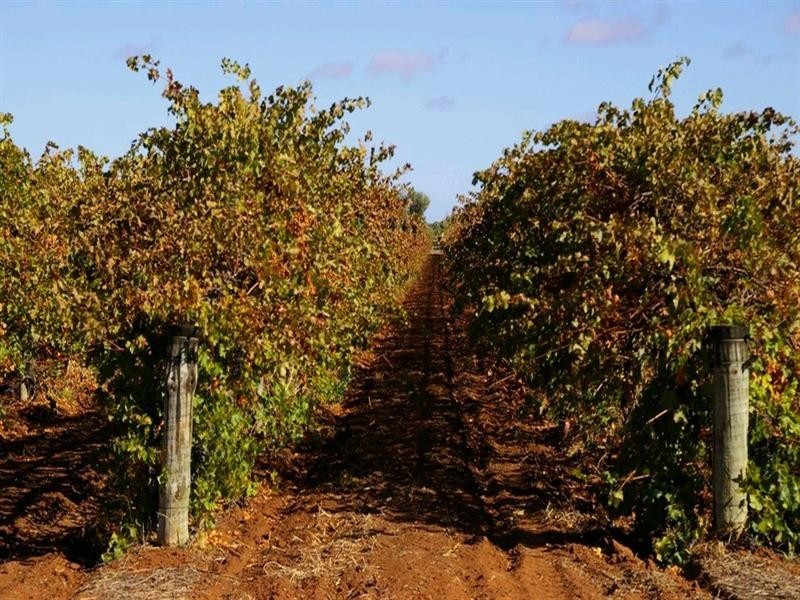 Lot 2 Arumpo Street, Renmark SA 5341