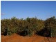Lot 2 Arumpo Street, Renmark SA 5341