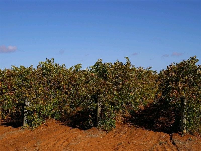 Lot 2 Arumpo Street, Renmark SA 5341