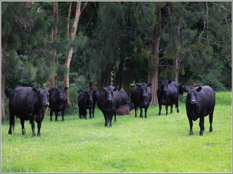 125 Minnamurra Falls Road, Jamberoo NSW 2533