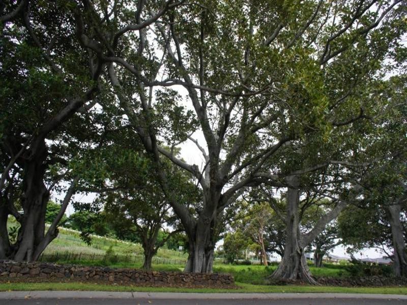 12 Old Saddleback Road, Kiama NSW 2533