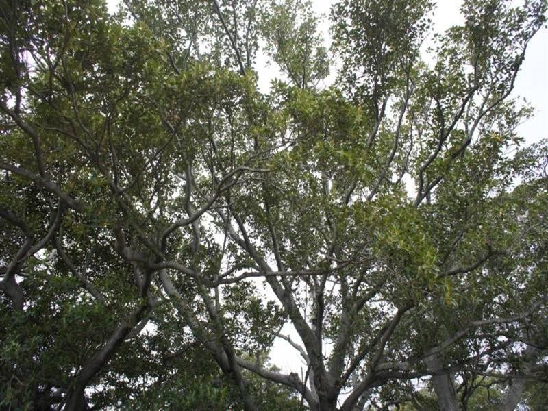 12 Old Saddleback Road, Kiama NSW 2533