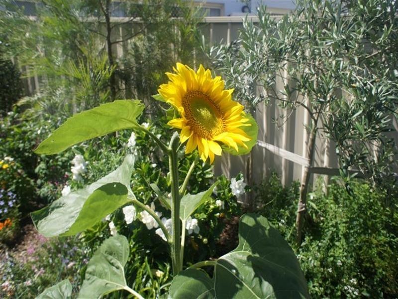 2/33a Bland Street, Kiama NSW 2533