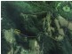Lot 1 Williams Road, Kiama NSW 2533