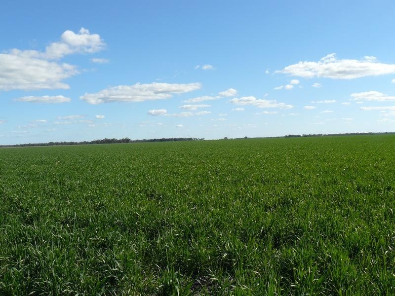 Goondiwindi QLD 4390