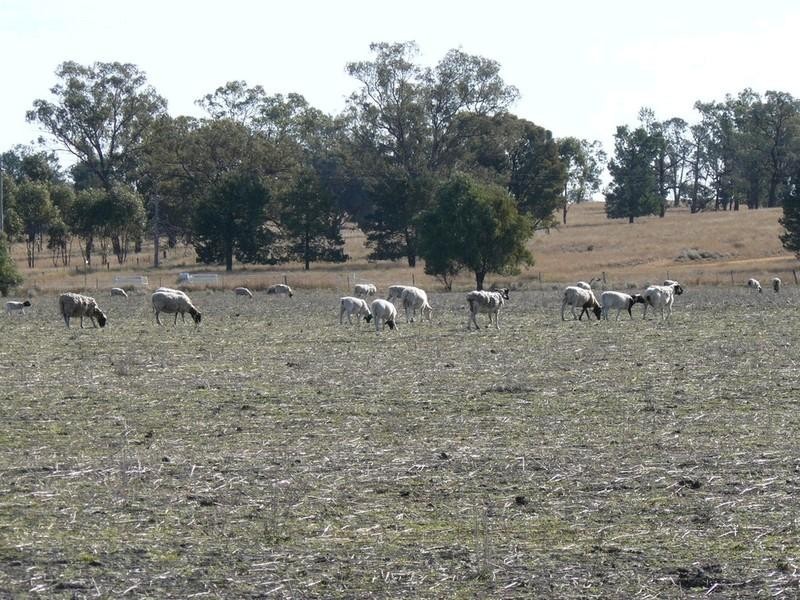 Pallamallawa NSW 2399