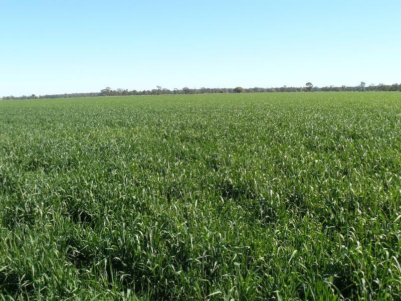 Pallamallawa NSW 2399