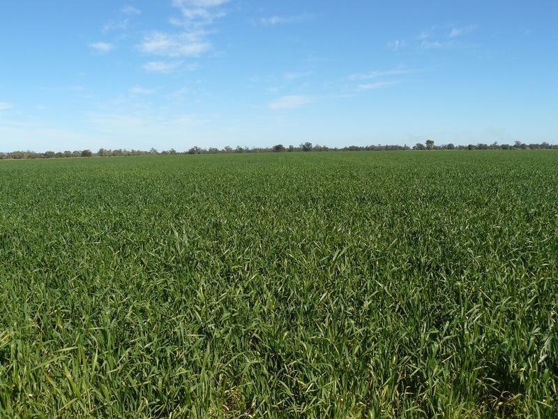 Pallamallawa NSW 2399