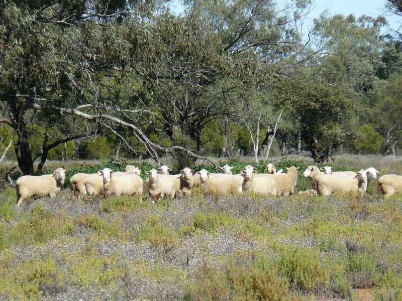 2 Nyngan Street, Brewarrina NSW 2839