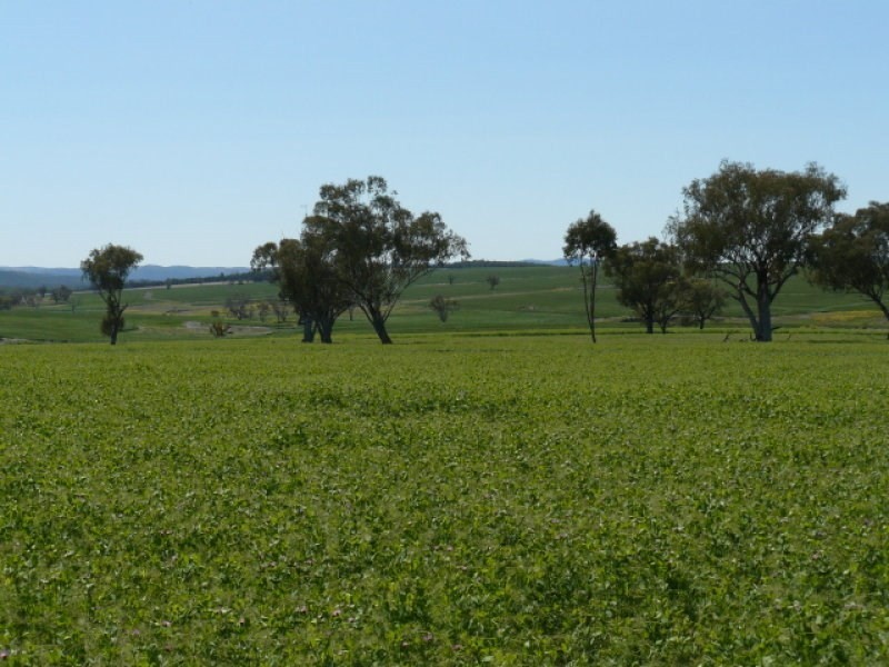 ” Colomie “, Wallangra NSW 2360