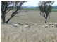 ” Colomie “, Wallangra NSW 2360