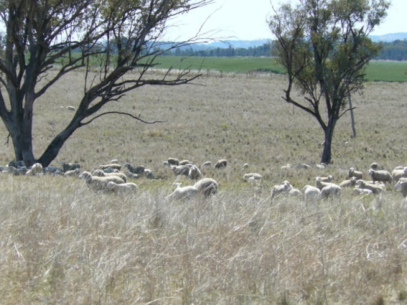 ” Colomie “, Wallangra NSW 2360