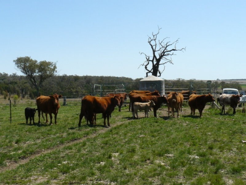 ” Colomie “, Wallangra NSW 2360