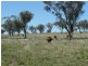 ” Colomie “, Wallangra NSW 2360