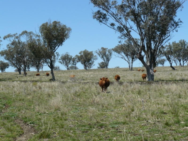 ” Colomie “, Wallangra NSW 2360