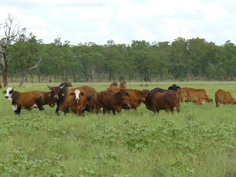 ” Taringa “, Warialda NSW 2402