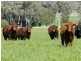 Bellata NSW 2397