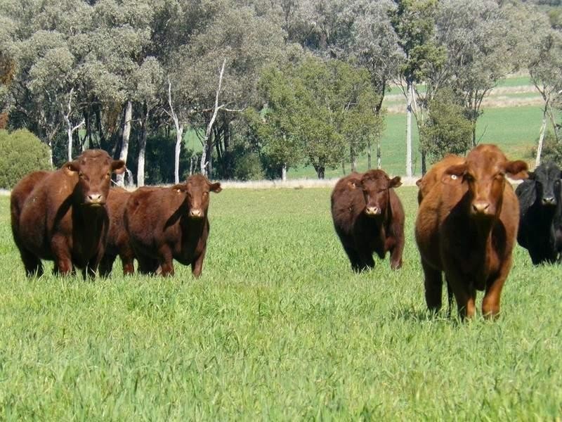 Bellata NSW 2397
