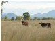 Bellata NSW 2397