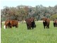 Bellata NSW 2397