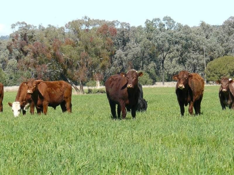 Bellata NSW 2397