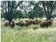 Bellata NSW 2397