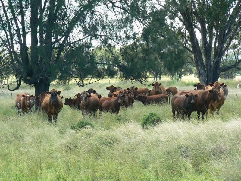 Bellata NSW 2397