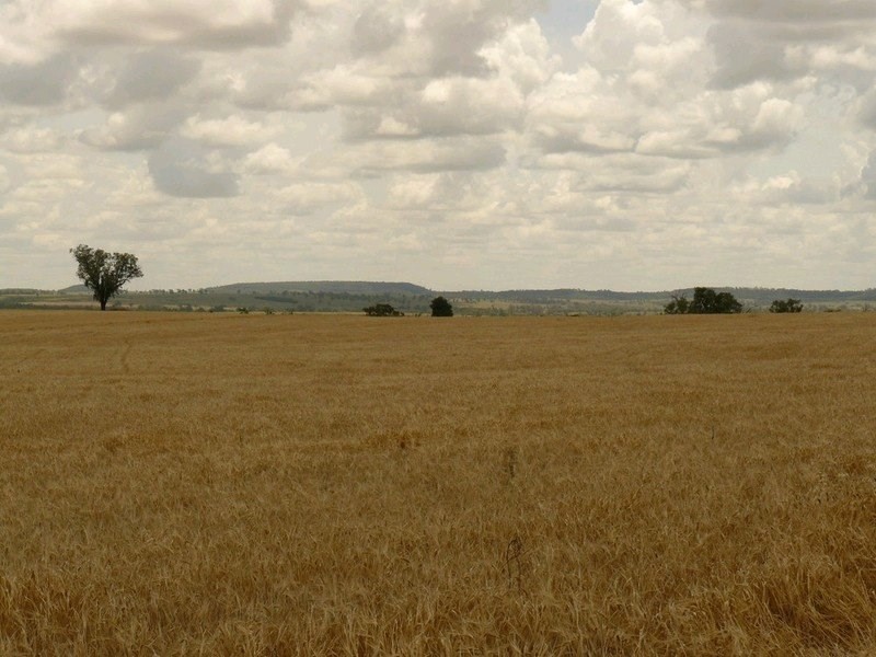 ” Forestvale “, Moree NSW 2400