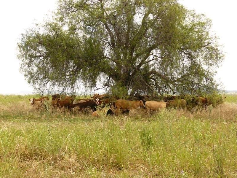 ” Forestvale “, Moree NSW 2400