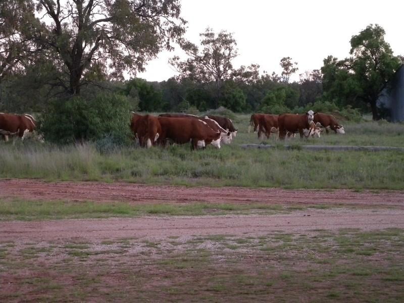 ” Angledool Station “, Lightning Ridge NSW 2834