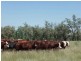 ” Angledool Station “, Lightning Ridge NSW 2834