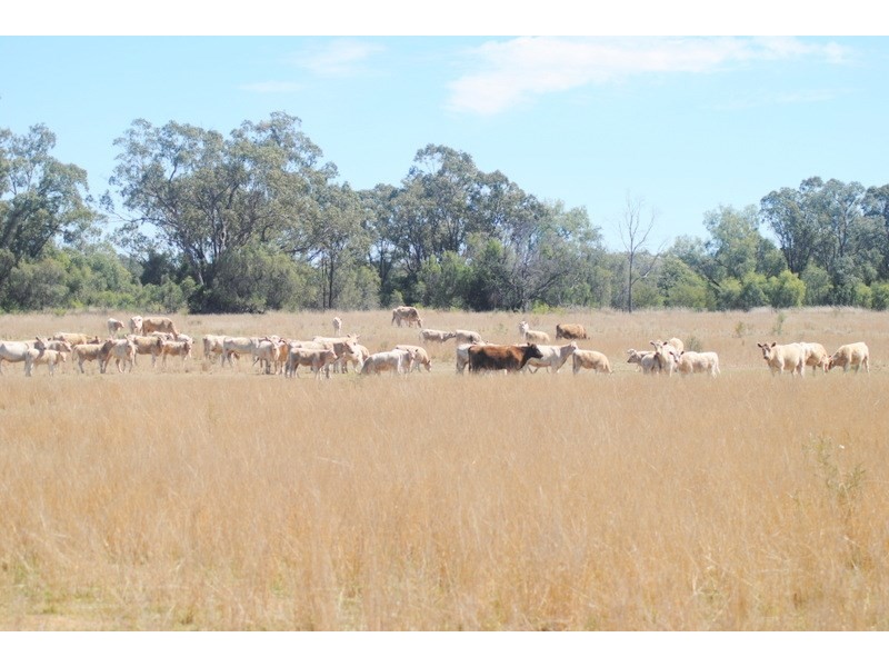 ” Limerick “, Moree NSW 2400