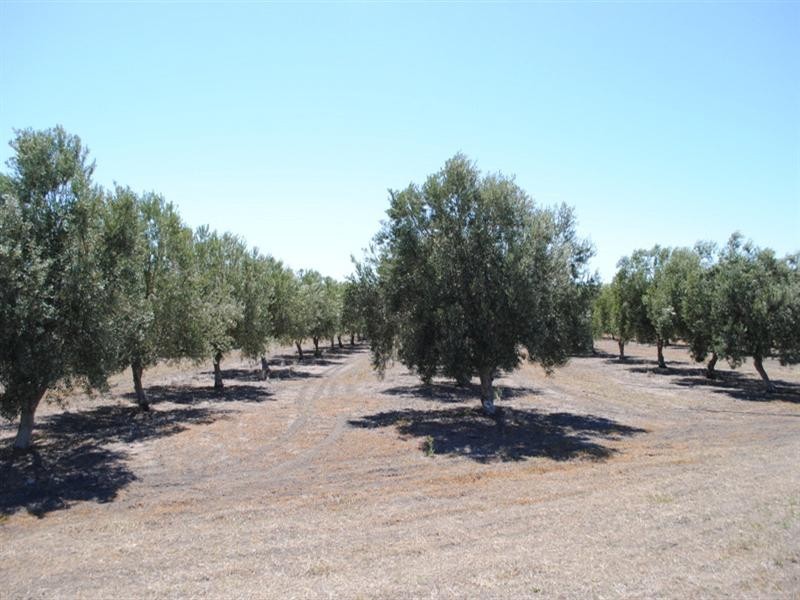 Moree NSW 2400