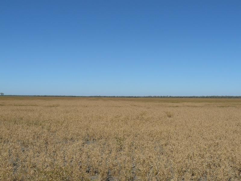 Yarrowee “, Mungindi NSW 2406 Ray White Rural Moree Withdrawn