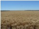 ” Yarrowee “, Mungindi NSW 2406