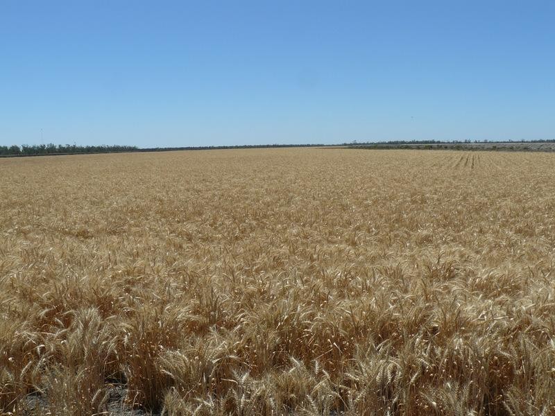 ” Yarrowee “, Mungindi NSW 2406