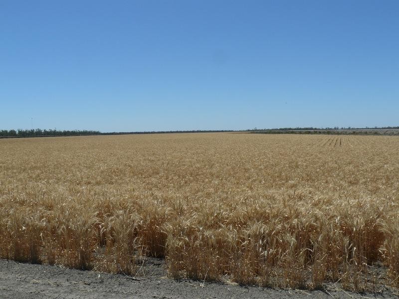 ” Yarrowee “, Mungindi NSW 2406