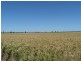 ” Yarrowee “, Mungindi NSW 2406