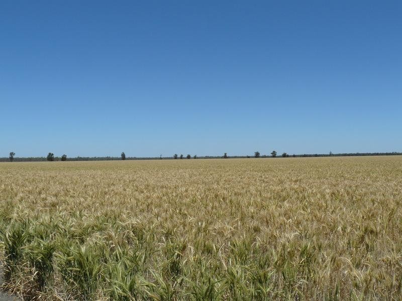 ” Yarrowee “, Mungindi NSW 2406