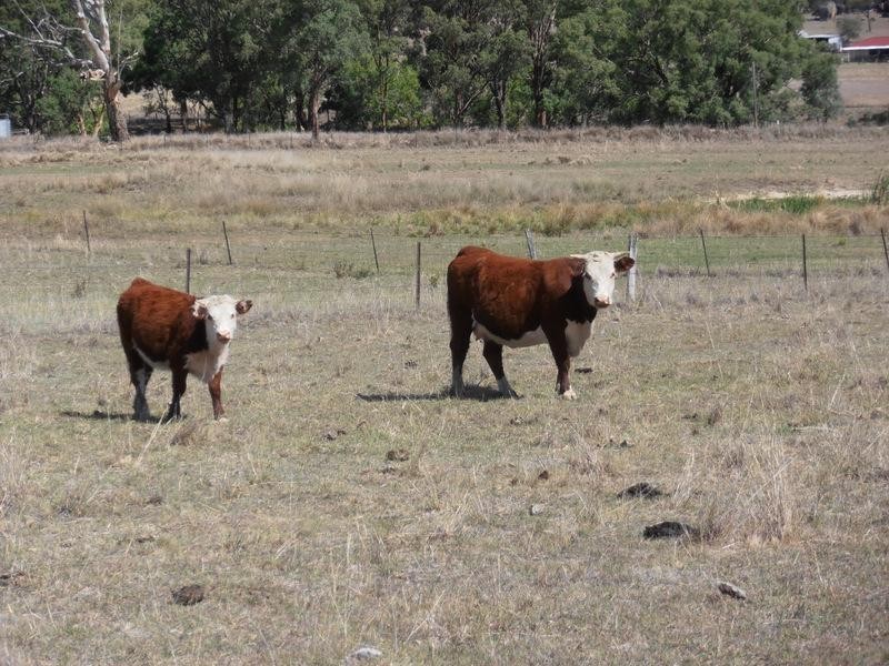 ” Torvale “, Inverell NSW 2360